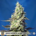 Green Poison XL Samonakvétací (Sweet Seeds) feminizovaná