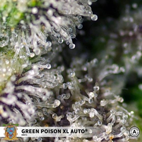 Green Poison XL Samonakvétací (Sweet Seeds) feminizovaná