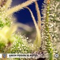 Green Poison XL Samonakvétací (Sweet Seeds) feminizovaná