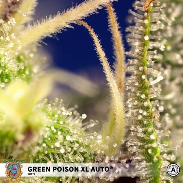 Green Poison XL Samonakvétací (Sweet Seeds) feminizovaná