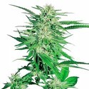 Big Bud (Sensi Seeds) feminizovaná