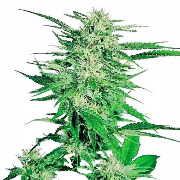 Big Bud (Sensi Seeds) feminizovaná