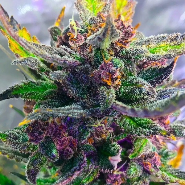 Auto Strawberry Milkshake (BSB Genetics) feminizovaná