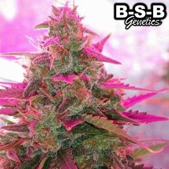 Auto Sweet Tooth (BSB Genetics) feminizovan&aacute;