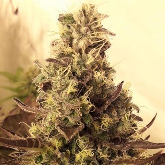 Cali Cookies (BSB Genetics) feminizovan&aacute;