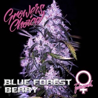 Blue Forest Berry (Growers Choice) feminizovan&aacute;