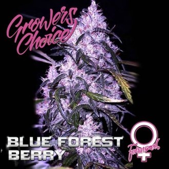 Blue Forest Berry (Growers Choice) feminizovan&aacute;