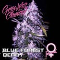 Blue Forest Berry (Growers Choice) feminizovaná