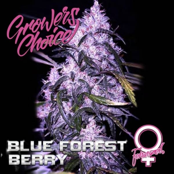Blue Forest Berry (Growers Choice) feminizovaná