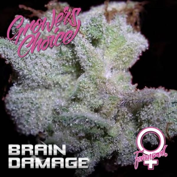 Brain Damage (Growers Choice) feminizovaná