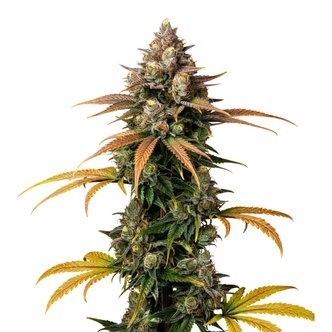 Brain Damage (Growers Choice) feminizovan&aacute;