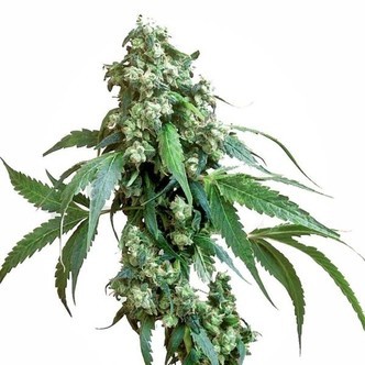 Jack Flash 5 (Sensi Seeds) feminizovan&aacute;