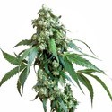 Jack Flash 5 (Sensi Seeds) feminizovaná