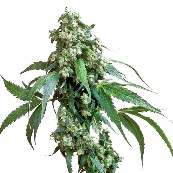 Jack Flash 5 (Sensi Seeds) feminizovaná