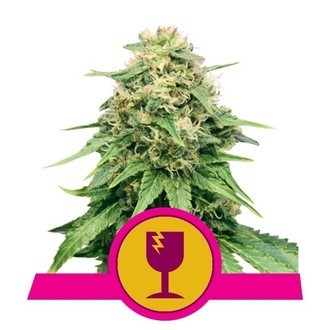 Royal Queen Seeds feminizovan&aacute; semena zdarma