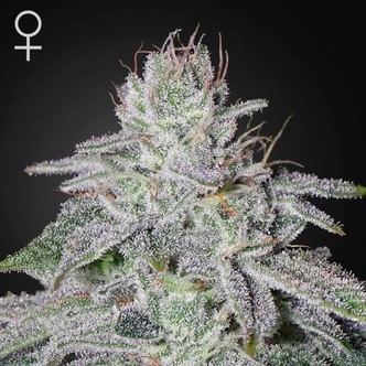 Franco's Lemon Cheese (Greenhouse Seeds) feminizovan&aacute;