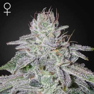 Franco's Lemon Cheese (Greenhouse Seeds) feminizovan&aacute;