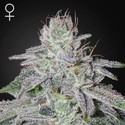 Franco's Lemon Cheese (Greenhouse Seeds) feminizovaná