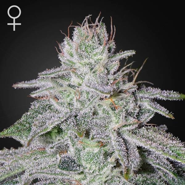 Franco's Lemon Cheese (Greenhouse Seeds) feminizovaná