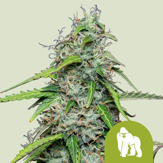 Royal Gorilla Samonakv&eacute;tac&iacute; (Royal Queen Seeds) feminizovan&aacute;