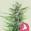 Fat Banana (Royal Queen Seeds) feminizovaná