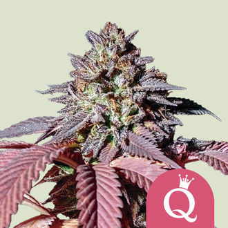 Purple Queen (Royal Queen Seeds) feminizovan&aacute;
