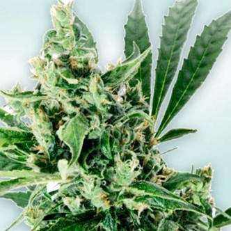 Atlant CBD (VIP Seeds) Feminizovan&eacute;