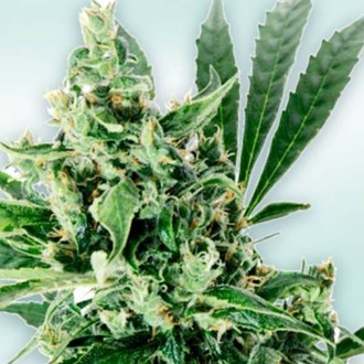 Atlant CBD (VIP Seeds) Feminizovan&eacute;