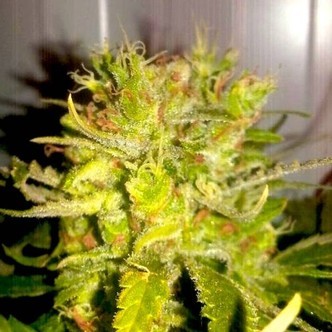 Lemon Haze (BSB Genetics) feminizovan&aacute;