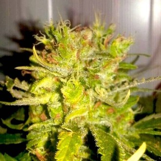 Lemon Haze (BSB Genetics) feminizovan&aacute;