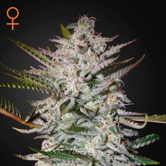 Holy Punch (Greenhouse Seeds) feminizovan&aacute;