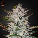 Holy Punch (Greenhouse Seeds) feminizovaná