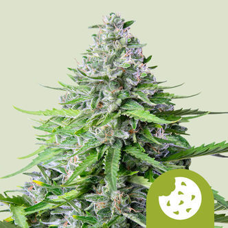 Royal Cookies Samonakv&eacute;tac&iacute; (Royal Queen Seeds) feminizovan&aacute;