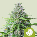Royal Cookies Samonakvétací (Royal Queen Seeds) feminizovaná