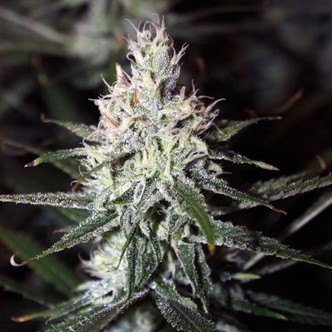 Moonshine Haze (Rare Dankness) regul&eacute;rn&iacute;