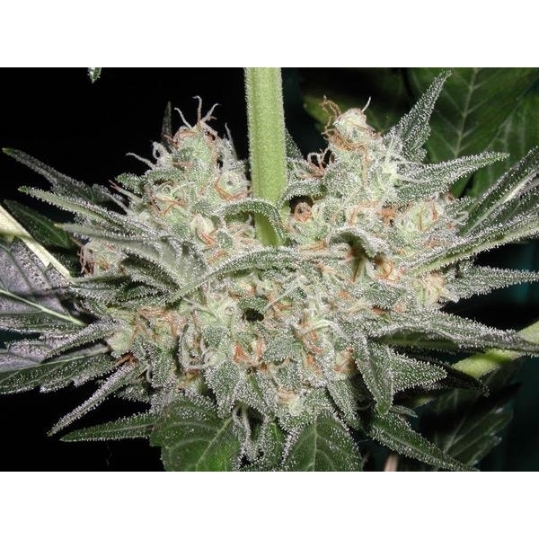 Black Widow (Mr. Nice) regulérní