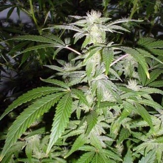 Black Widow (Mr. Nice) regulérní