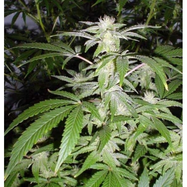 Black Widow (Mr. Nice) regulérní