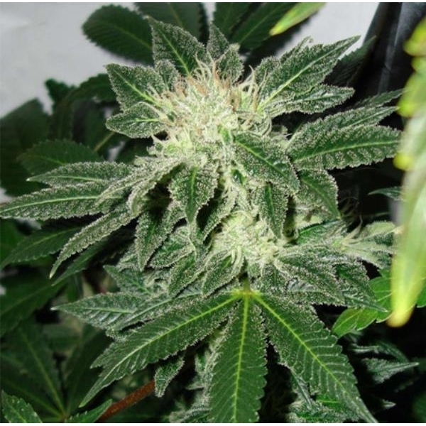 Black Widow (Mr. Nice) regulérní