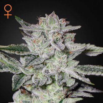 Sweet Valley Kush (Greenhouse Seeds) feminizovan&aacute;