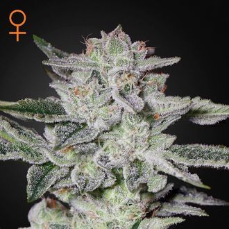 Sweet Valley Kush (Greenhouse Seeds) feminizovan&aacute;