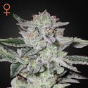 Sweet Valley Kush (Greenhouse Seeds) feminizovaná