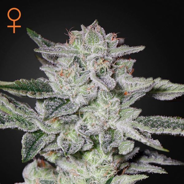 Sweet Valley Kush (Greenhouse Seeds) feminizovaná