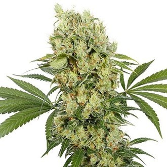 Medikit (Buddha Seeds) feminizovan&aacute;