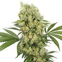 Medikit (Buddha Seeds) feminizovaná