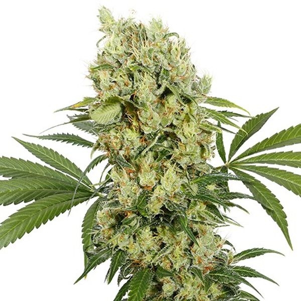 Medikit (Buddha Seeds) feminizovaná
