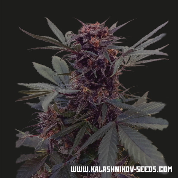 Babushka Black Samonakvétací (Kalashnikov Seeds) Feminizovaná