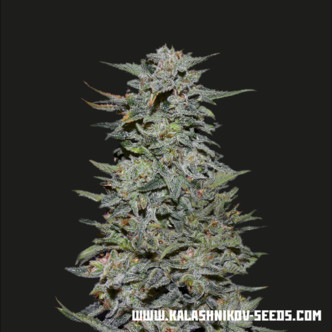Boy Scout Cookies (Kalashnikov Seeds) Feminizovan&aacute;