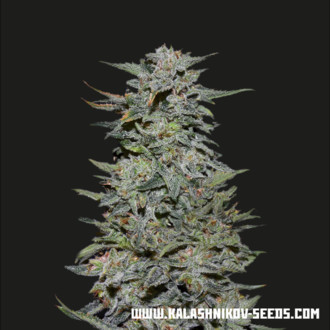 Boy Scout Cookies (Kalashnikov Seeds) Feminizovan&aacute;