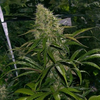 Critical Mass (Mr. Nice) regul&eacute;rn&iacute;